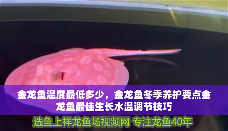 金龍魚溫度最低多少，金龍魚冬季養護要點金龍魚最佳生長水溫調節技巧