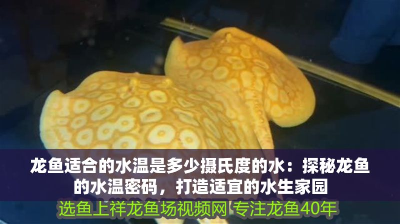 龍魚適合的水溫是多少攝氏度的水：探秘龍魚的水溫密碼，打造適宜的水生家園