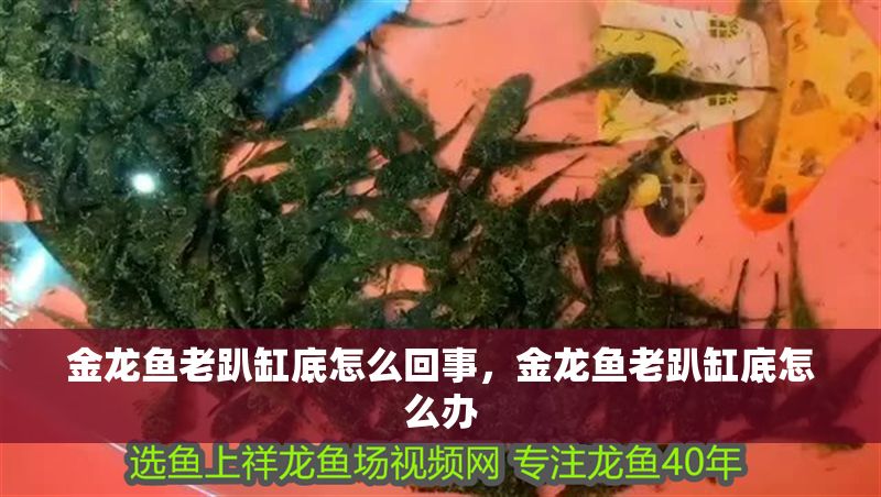 金龍魚老趴缸底怎么回事，金龍魚老趴缸底怎么辦