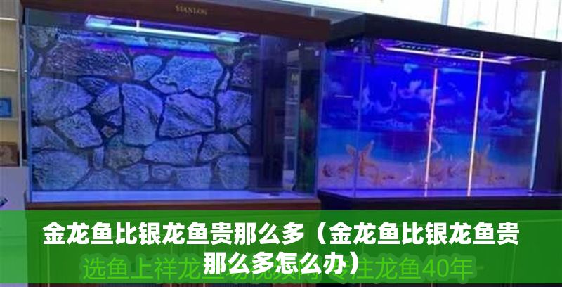 金龍魚比銀龍魚貴那么多（金龍魚比銀龍魚貴那么多怎么辦）