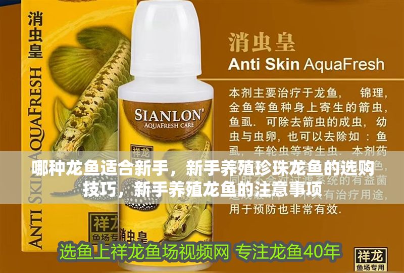 哪種龍魚適合新手，新手養殖珍珠龍魚的選購技巧，新手養殖龍魚的注意事項