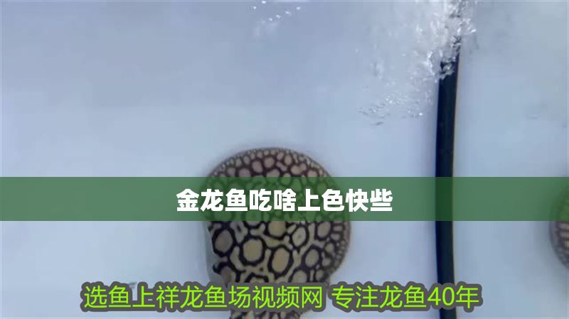 金龍魚吃啥上色快些