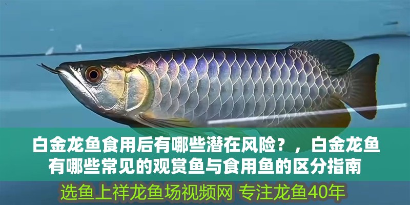 白金龍魚食用后有哪些潛在風險？，白金龍魚有哪些常見的觀賞魚與食用魚的區分指南
