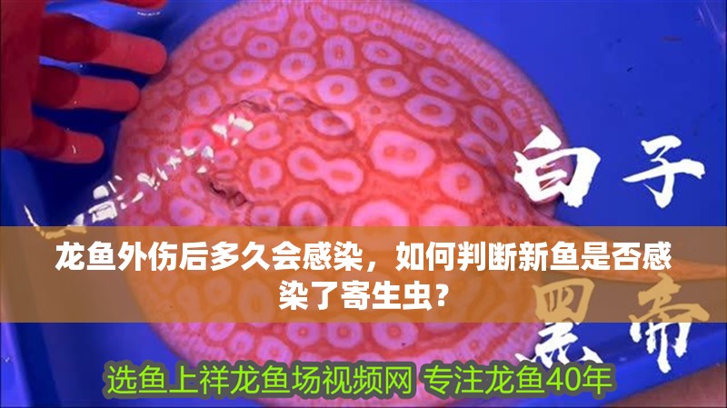 龍魚外傷后多久會感染，如何判斷新魚是否感染了寄生蟲？