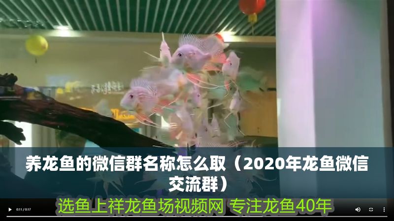 養龍魚的微信群名稱怎么?。?020年龍魚微信交流群）