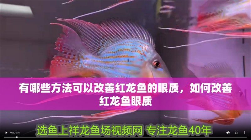 有哪些方法可以改善紅龍魚的眼質(zhì)，如何改善紅龍魚眼質(zhì)