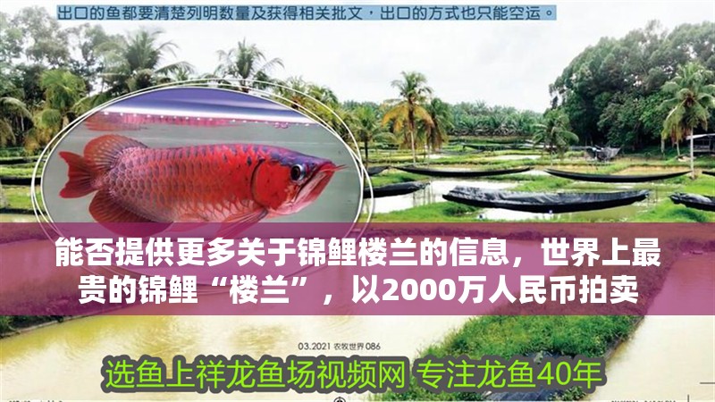 能否提供更多關于錦鯉樓蘭的信息，世界上最貴的錦鯉“樓蘭”，以2000萬人民幣拍賣 能否提供更多關于錦鯉樓蘭的信息，世界上最貴的錦鯉“樓蘭”，以2000萬人民幣拍賣 龍魚百科