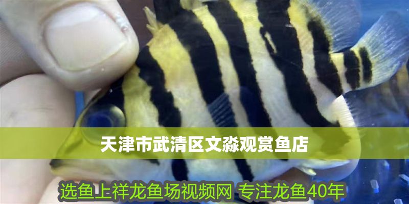 天津市武清區文淼觀賞魚店