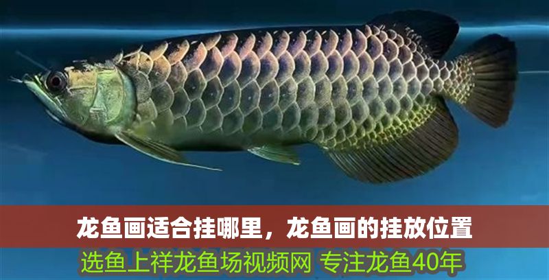 龍魚畫適合掛哪里，龍魚畫的掛放位置