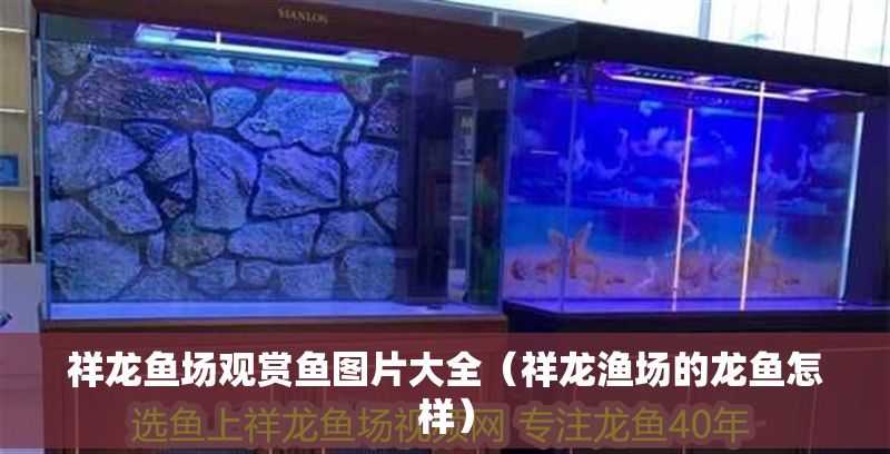 祥龍魚場觀賞魚圖片大全（祥龍漁場的龍魚怎樣）