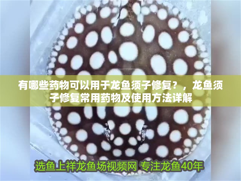 龍魚怕什么 有哪些藥物可以用于龍魚須子修復?,龍魚須子修復常用藥物及使用方法詳解 龍魚百科 有哪些藥物可以用于龍魚須子修復?,龍魚須子修復常用藥物及使用方法詳解 有哪些藥物可以用于龍魚須子修復?,龍魚須子修復常用藥物及使用方法詳解 龍魚百科