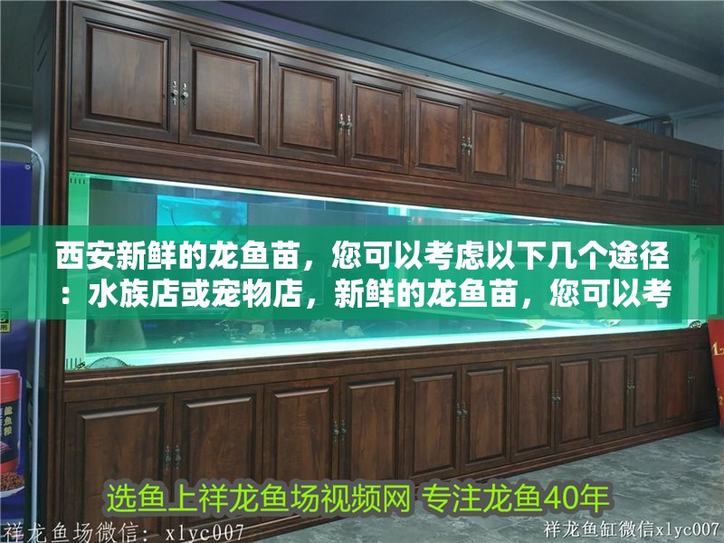 <strong><mark>西安</mark></strong>新鮮的龍魚苗，您可以考慮以下幾個途徑：水族店或寵物店，新鮮的龍魚苗，您可以考慮以下幾個途徑