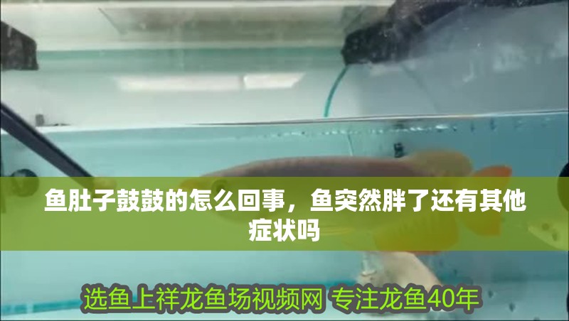 魚肚子鼓鼓的怎么回事，魚突然胖了還有其他癥狀嗎