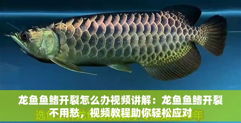 龍魚魚鰭開裂怎么辦視頻講解：龍魚魚鰭開裂不用愁，視頻教程助你輕松應對