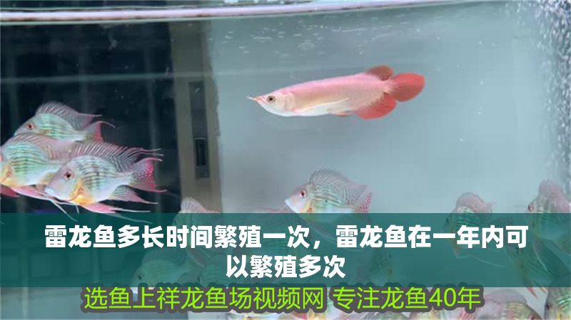 雷龍魚多長時間繁殖一次，雷龍魚在一年內(nèi)可以繁殖多次