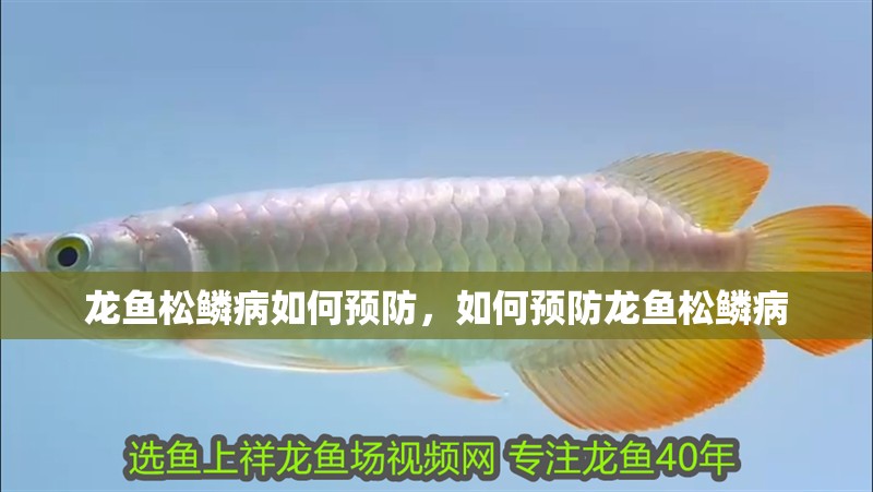 龍魚松鱗病如何預防，如何預防龍魚松鱗病 龍魚松鱗病如何預防，如何預防龍魚松鱗病 龍魚百科