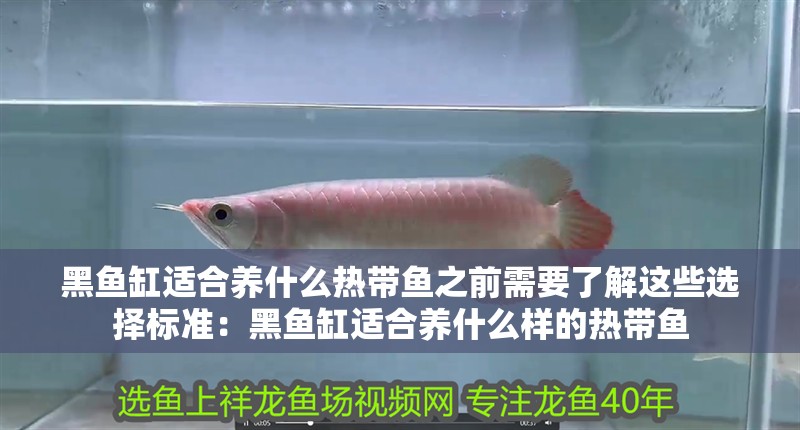 黑魚缸適合養什么熱帶魚之前需要了解這些選擇標準：黑魚缸適合養什么樣的熱帶魚