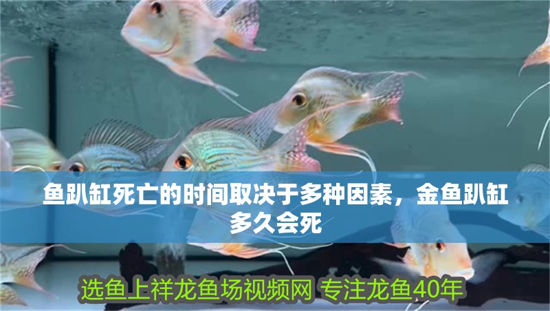 魚趴缸死亡的時(shí)間取決于多種因素，金魚趴缸多久會(huì)死