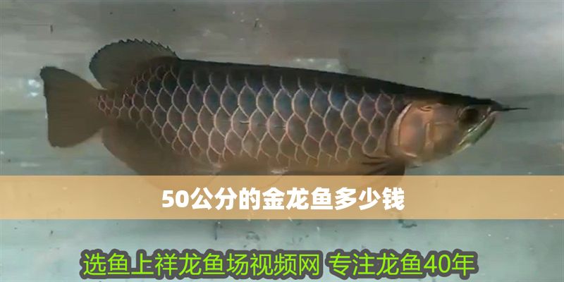 50公分的金龍魚多少錢