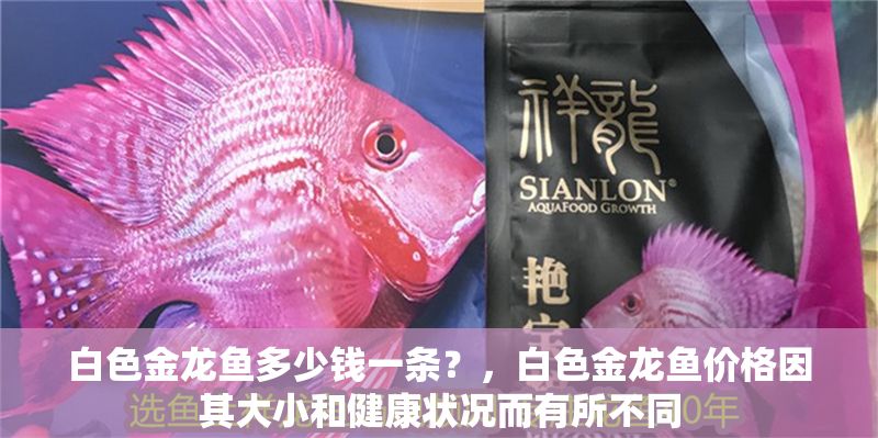 白色金龍魚多少錢一條？，白色金龍魚價格因其大小和健康狀況而有所不同