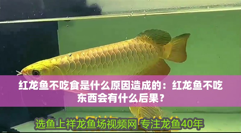 紅龍魚不吃食是什么原因造成的：紅龍魚不吃東西會(huì)有什么后果？