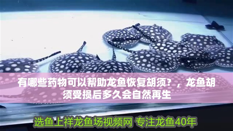 有哪些藥物可以幫助龍魚恢復胡須？，龍魚胡須受損后多久會自然再生