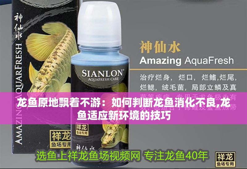 龍魚原地飄著不游：如何判斷龍魚消化不良,龍魚適應新環(huán)境的技巧