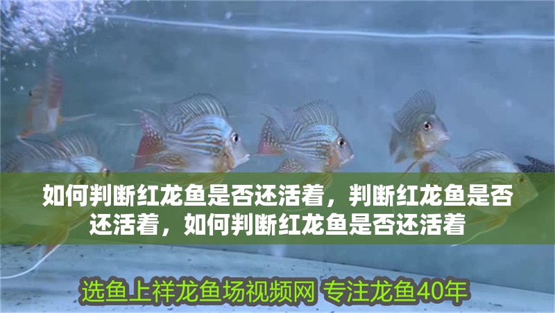 如何判斷紅龍魚是否還活著，判斷紅龍魚是否還活著，如何判斷紅龍魚是否還活著 如何判斷紅龍魚是否還活著，判斷紅龍魚是否還活著，如何判斷紅龍魚是否還活著 龍魚百科