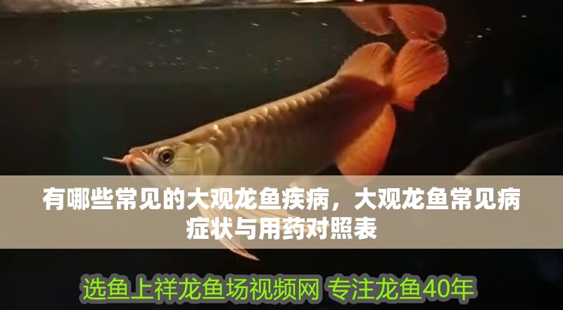 有哪些常見的大觀龍魚疾病，大觀龍魚常見病癥狀與用藥對照表