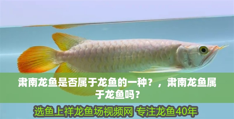 魚缸過濾器選購指南:自制魚缸過濾器魚缸上置過濾器對于養(yǎng)魚愛好者的必備知識 肅南龍魚是否屬于龍魚的一種?,肅南龍魚屬于龍魚嗎? 龍魚百科 肅南龍魚是否屬于龍魚的一種?,肅南龍魚屬于龍魚嗎? 肅南龍魚是否屬于龍魚的一種?,肅南龍魚屬于龍魚嗎? 龍魚百科