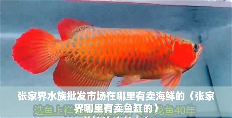 張家界水族批發市場在哪里有賣海鮮的（張家界哪里有賣魚缸的）