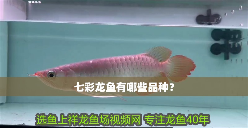 七彩龍魚有哪些品種？