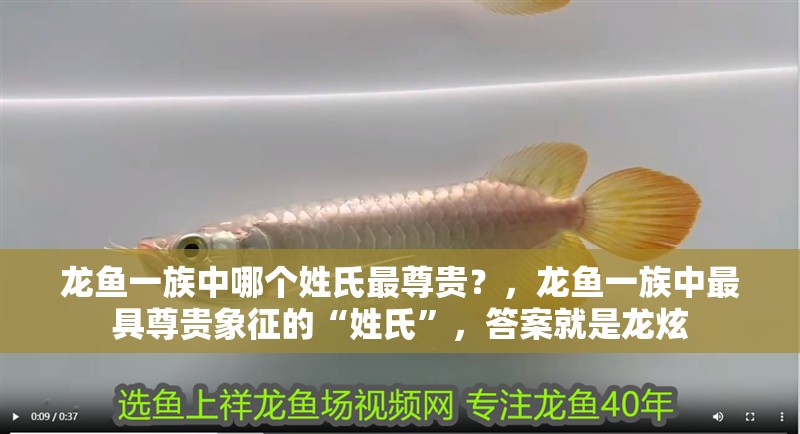 魚(yú)缸用增氧泵價(jià)格是多少:魚(yú)缸增氧機(jī)-xtrac增氧機(jī)-xtrac增氧機(jī) 龍魚(yú)一族中哪個(gè)姓氏最尊貴?,龍魚(yú)一族中最具尊貴象征的“姓氏”,答案就是龍炫 龍魚(yú)百科 龍魚(yú)一族中哪個(gè)姓氏最尊貴?,龍魚(yú)一族中最具尊貴象征的“姓氏”,答案就是龍炫 龍魚(yú)一族中哪個(gè)姓氏最尊貴?,龍魚(yú)一族中最具尊貴象征的“姓氏”,答案就是龍炫 龍魚(yú)百科