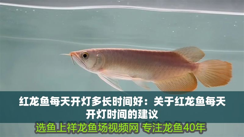 紅龍魚每天開燈多長時間好：關(guān)于紅龍魚每天開燈時間的建議