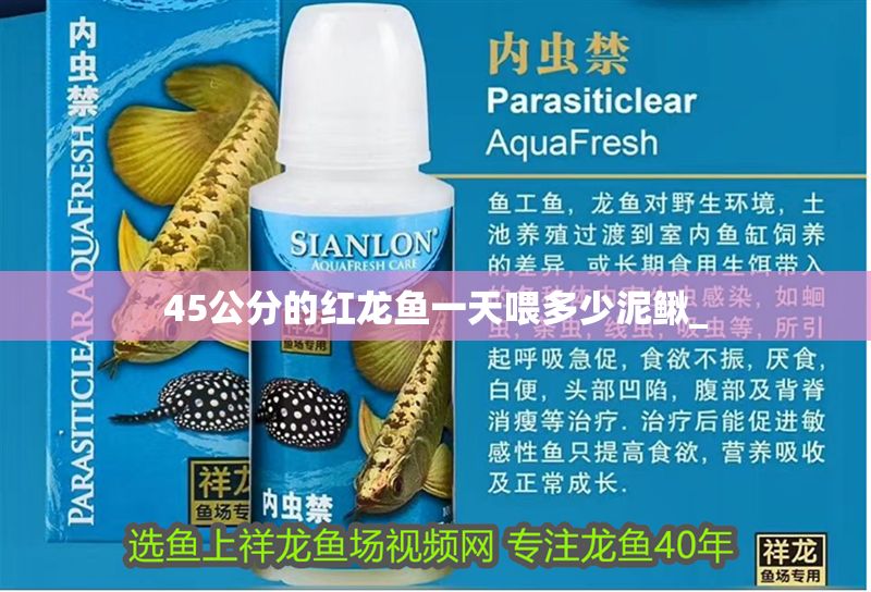 45公分的紅龍魚一天喂多少泥鰍_