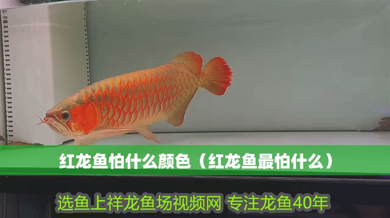 紅龍魚怕什么顏色（紅龍魚最怕什么）