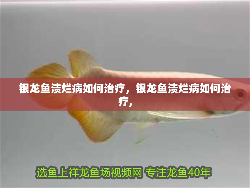 銀龍魚潰爛病如何治療，銀龍魚潰爛病如何治療, 銀龍魚潰爛病如何治療，銀龍魚潰爛病如何治療, 龍魚百科