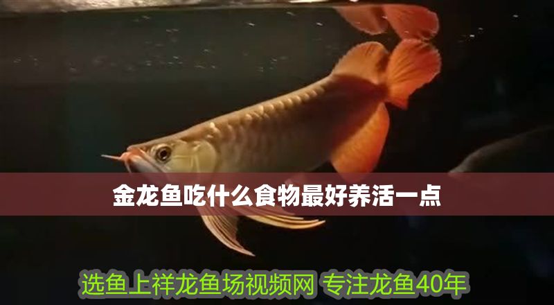 金龍魚吃什么食物最好養活一點