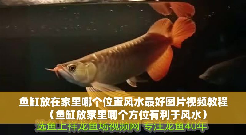 魚缸放在家里哪個位置風水最好圖片視頻教程（魚缸放家里哪個方位有利于風水）