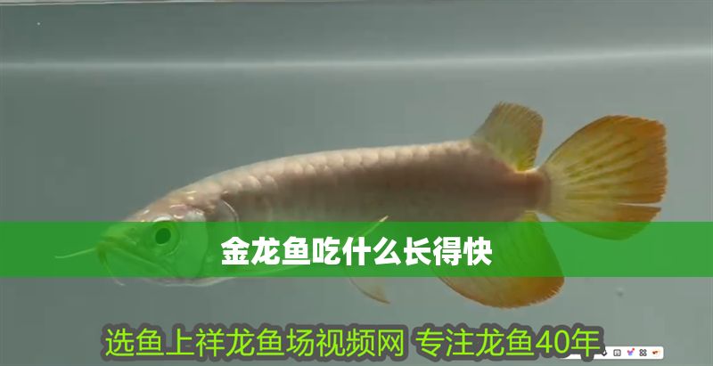 金龍魚吃什么長得快