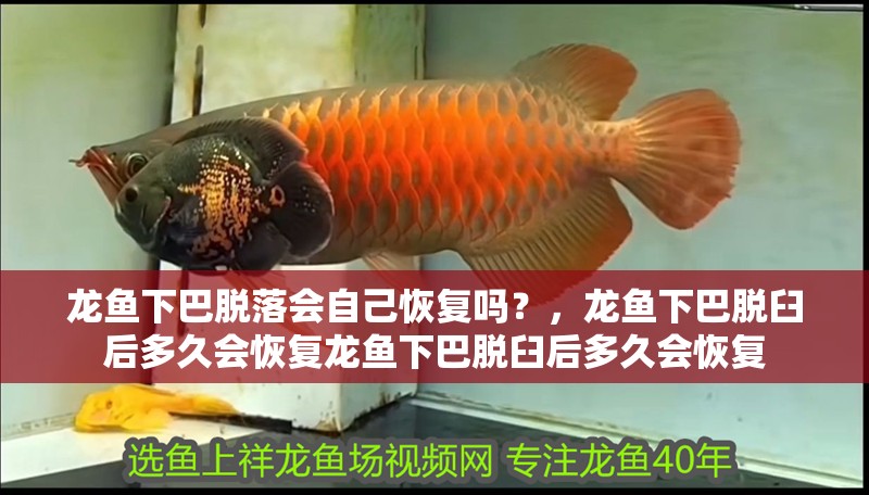 龍魚下巴脫落會自己恢復嗎？，龍魚下巴脫臼后多久會恢復龍魚下巴脫臼后多久會恢復