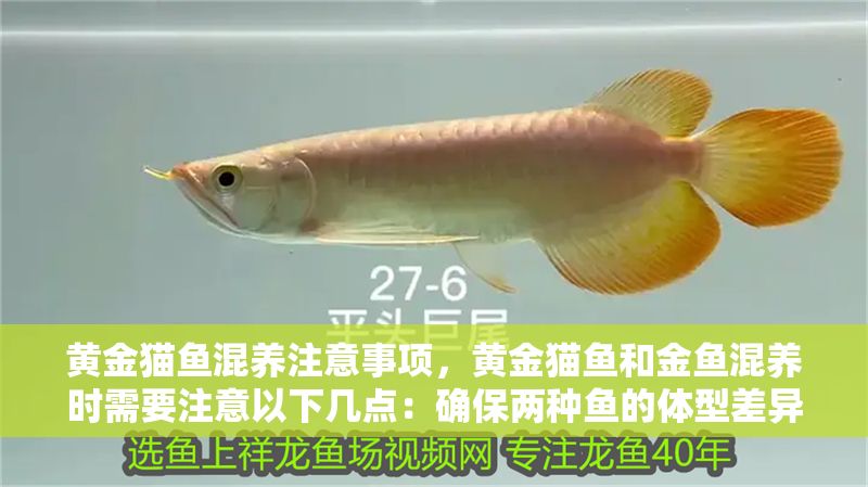黃金貓魚混養注意事項，黃金貓魚和金魚混養時需要注意以下幾點：確保兩種魚的體型差異不大
