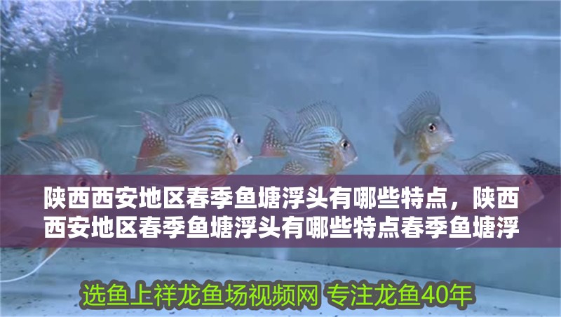 陜西西安地區春季魚塘浮頭有哪些特點，陜西西安地區春季魚塘浮頭有哪些特點春季魚塘浮頭有哪些特點