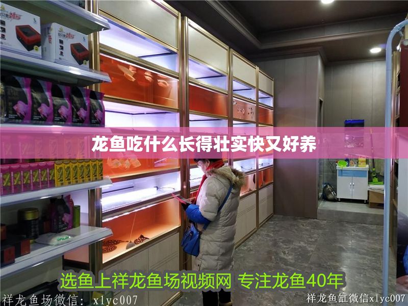 龍魚吃什么長得壯實快又好養(yǎng)