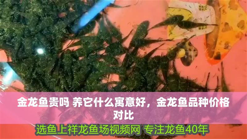 金龍魚貴嗎 養它什么寓意好，金龍魚品種價格對比