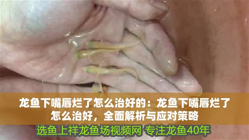 龍魚下嘴唇爛了怎么治好的：龍魚下嘴唇爛了怎么治好，全面解析與應(yīng)對策略