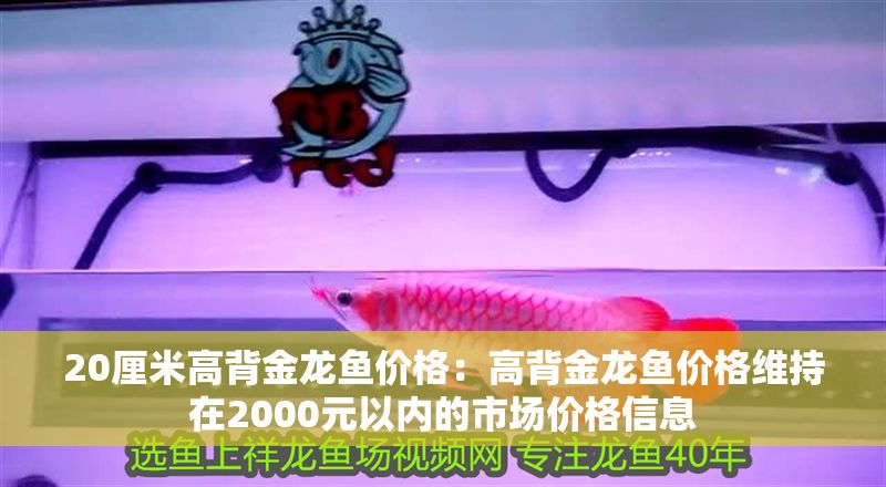 20厘米高背金龍魚價格：高背金龍魚價格維持在2000元以內的市場價格信息