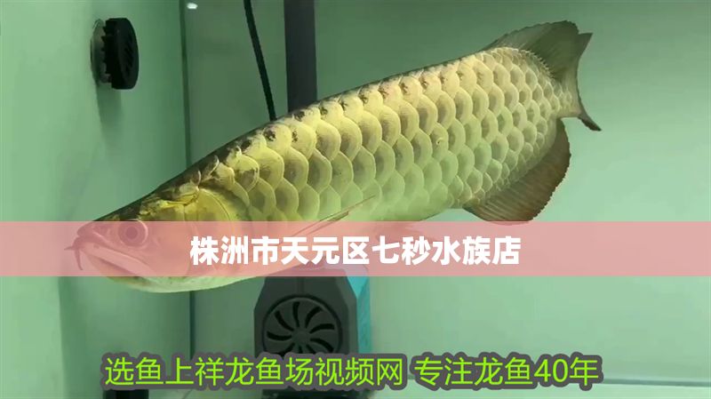 株洲市天元區七秒水族店