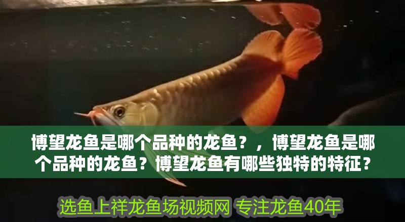 博望龍魚是哪個品種的龍魚？，博望龍魚是哪個品種的龍魚？博望龍魚有哪些獨特的特征？ 博望龍魚是哪個品種的龍魚？，博望龍魚是哪個品種的龍魚？博望龍魚有哪些獨特的特征？ 龍魚百科