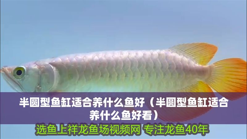 半圓型魚缸適合養什么魚好（半圓型魚缸適合養什么魚好看）